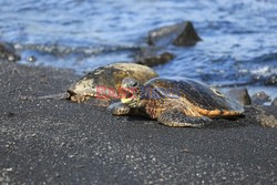 Hawaje - Plaże Big Island