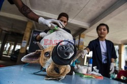 Zabłąkane psy w Yangon - AFP