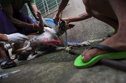 Zabłąkane psy w Yangon - AFP