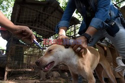 Zabłąkane psy w Yangon - AFP