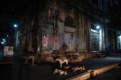 Zabłąkane psy w Yangon - AFP