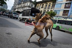 Zabłąkane psy w Yangon - AFP