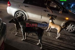 Zabłąkane psy w Yangon - AFP