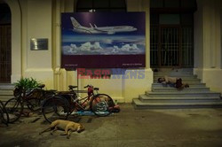 Zabłąkane psy w Yangon - AFP