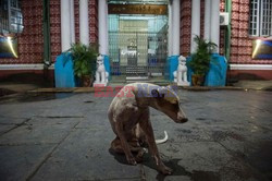 Zabłąkane psy w Yangon - AFP