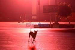 Zabłąkane psy w Yangon - AFP