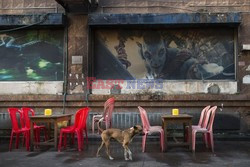 Zabłąkane psy w Yangon - AFP