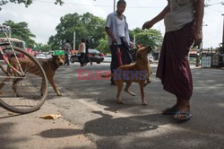 Zabłąkane psy w Yangon - AFP