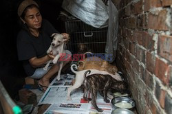 Zabłąkane psy w Yangon - AFP