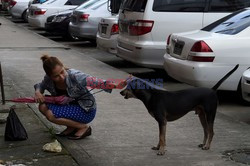 Zabłąkane psy w Yangon - AFP