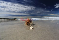 Tasmania - Zatoka Ogni