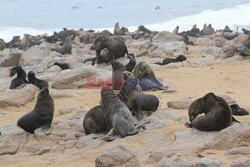 Namibia - wraki i foki z Wybrzeża Szkieletowego