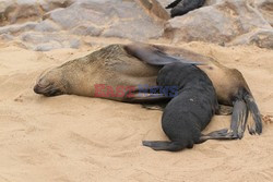 Namibia - wraki i foki z Wybrzeża Szkieletowego