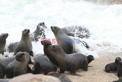 Namibia - wraki i foki z Wybrzeża Szkieletowego