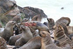 Namibia - wraki i foki z Wybrzeża Szkieletowego