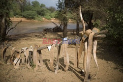 Rezerwat Samburu w Kenii - Eyevine