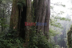 Park narodowy Alishan - Sipa