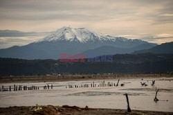 Zbiór alg w Chile - AFP