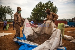 Produkcja kakao w Kongo - AFP