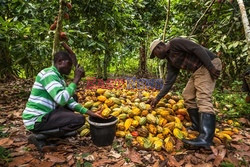 Produkcja kakao w Kongo - AFP