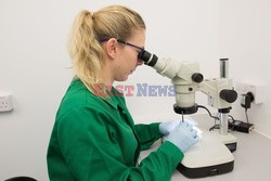 Laboratorium Oxitec - Eyevine