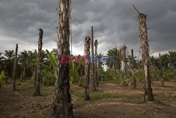 Konflikt wieśniaków z plantatorami w Tajlandii - Redux