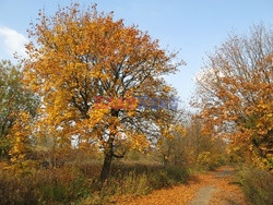 Złota polska jesień