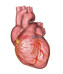 SPL RF Feb 2018