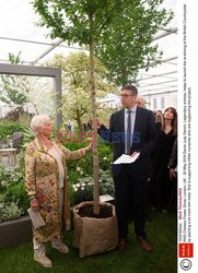 Judy Dench na Chelsea Flower Show