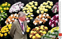 Przygotowania do Chelsea Flower Show 2021