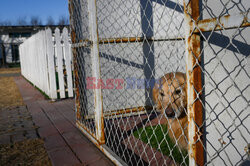 Hotel dla psów w Pekinie - AFP