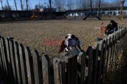 Hotel dla psów w Pekinie - AFP