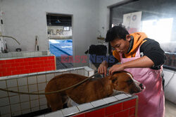 Hotel dla psów w Pekinie - AFP