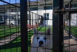 Hotel dla psów w Pekinie - AFP