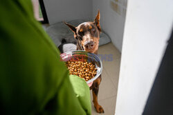 Hotel dla psów w Pekinie - AFP