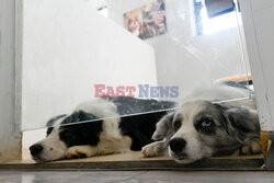 Hotel dla psów w Pekinie - AFP