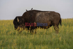 Park Narodowy Badlands w USA - Redux