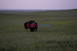 Park Narodowy Badlands w USA - Redux