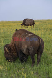 Park Narodowy Badlands w USA - Redux