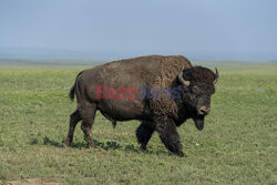 Park Narodowy Badlands w USA - Redux