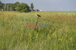 Park Narodowy Badlands w USA - Redux