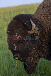 Park Narodowy Badlands w USA - Redux