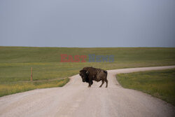 Park Narodowy Badlands w USA - Redux