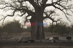 Senegal - AP