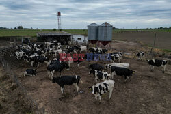 Rolnictwo w Argentynie - AFP