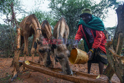 Kenijskie plemię Samburu - Abaca