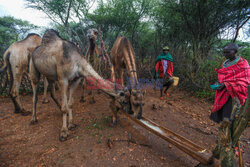 Kenijskie plemię Samburu - Abaca