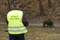 Reporter Poland 2009