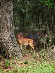 Daufuskie Island - Redux