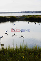 Daufuskie Island - Redux